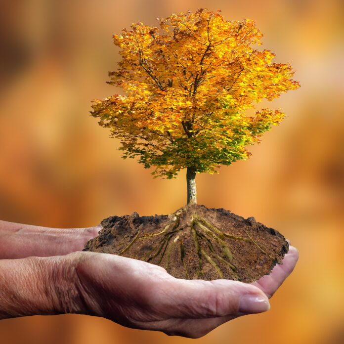 Zwei Hände halten einen Baum, der aus einem Erdhügel wächst.