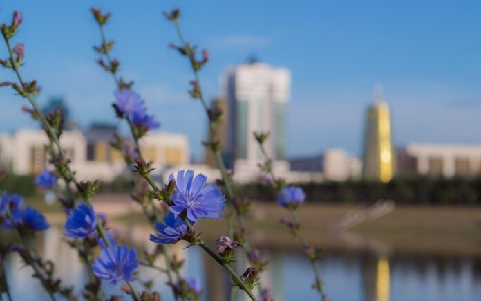Blaue Blüten im Vordergrund. Im Hintergrund die Silhouette der kasachischen Hauptstadt Astana, wo die Religionskonferenz stattfand.