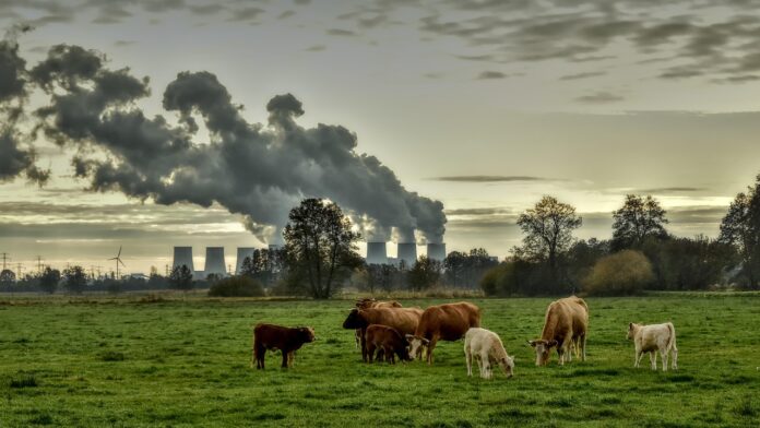 Eine Kuhherde im Vordergrund, im Hintergrund große industrielle Schornsteine