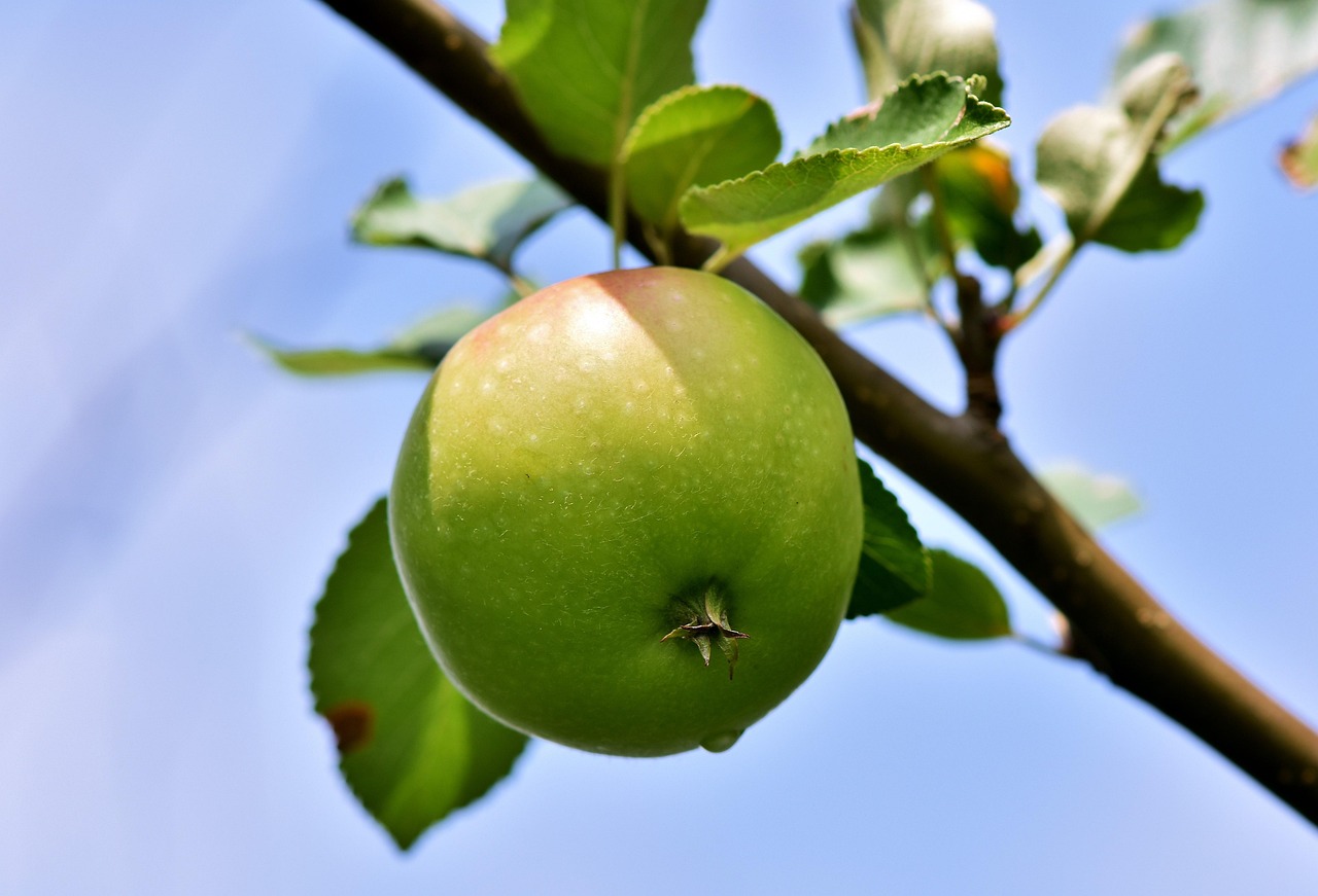 Ein Apfel hängt am Ast