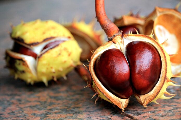 chestnuts-1705374_1280 Die Kastanie noch in der stacheligen Schale als Symbolbild für das Gebet