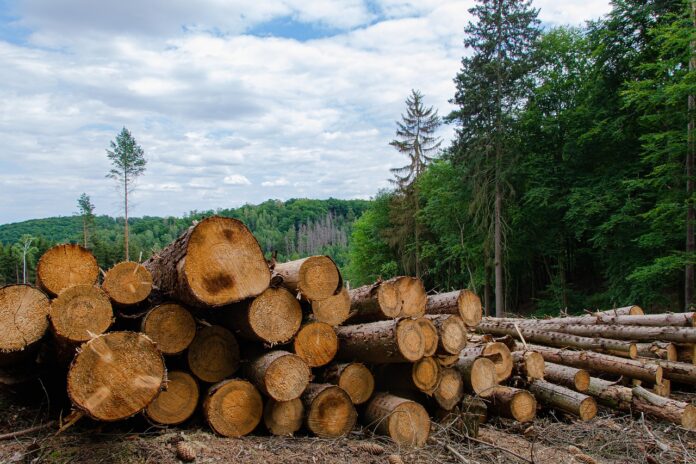 Abgeholzter Wald - Symbolbild für die Entwaldung des Regenwaldes