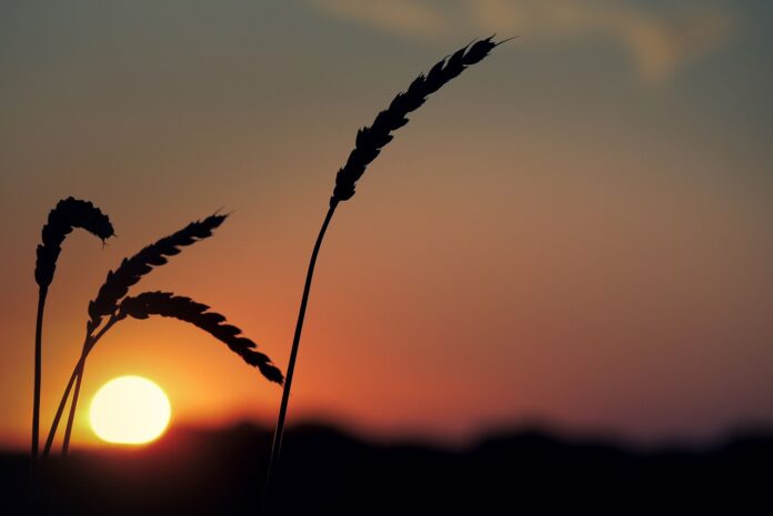 Weizen im Sonnenuntergang
