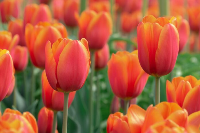Orangene Tulpen